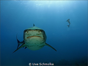 Tiger smile...
... I am quite sure, his intention is jus... by Uwe Schmolke 